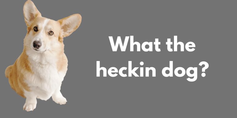 What the heckin dog?