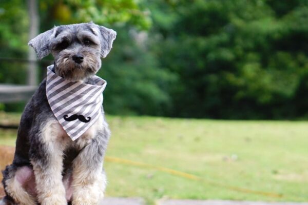 The Hottest Styles in Dog Bandanas You Can Personalize